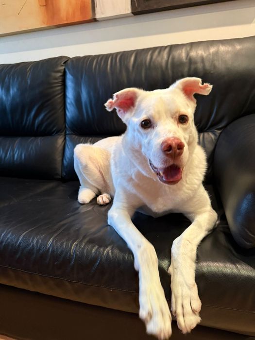 Macho para adoção responsável