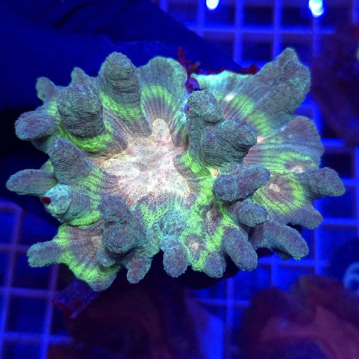 Pectinia alcicornis Rainbow WYSIWYG #1 Kingdom of Corals koralowce