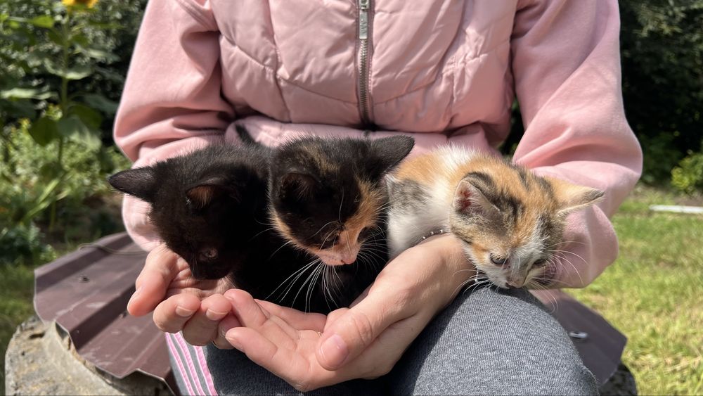 Котики безкоштовно