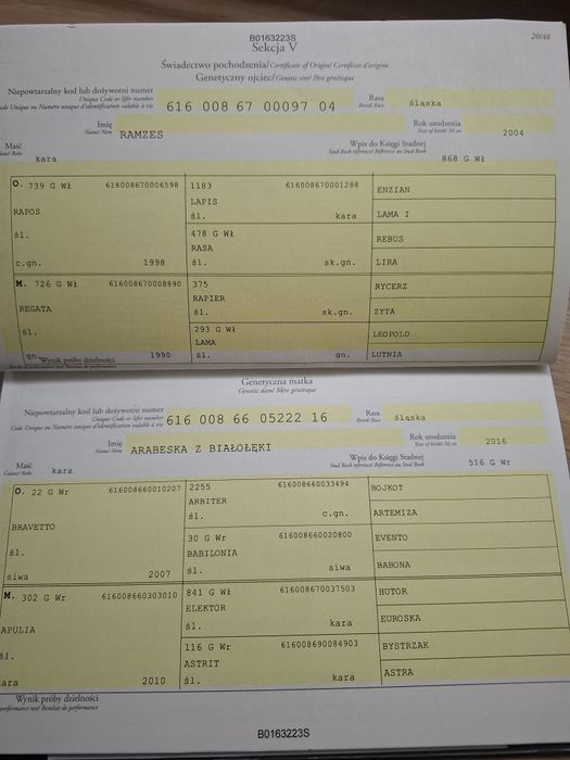 Sprzedam klacz śląska