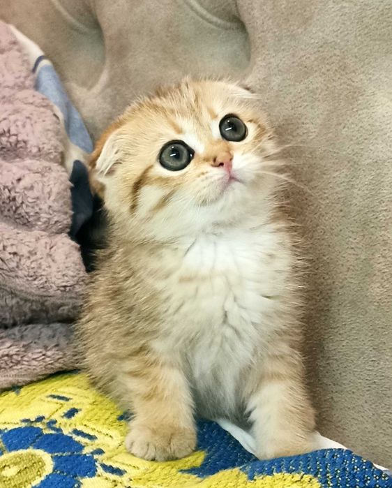 Золота шиншила дівчинка