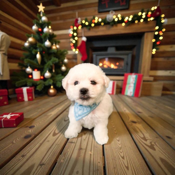 Продам міні бішон хлопчик