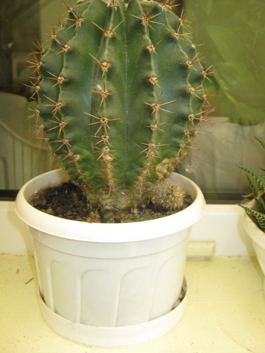 Цветы в горшках, комнатные.