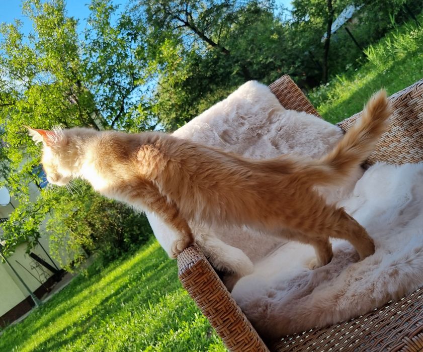 Maine Coon kocurek z rodowodem