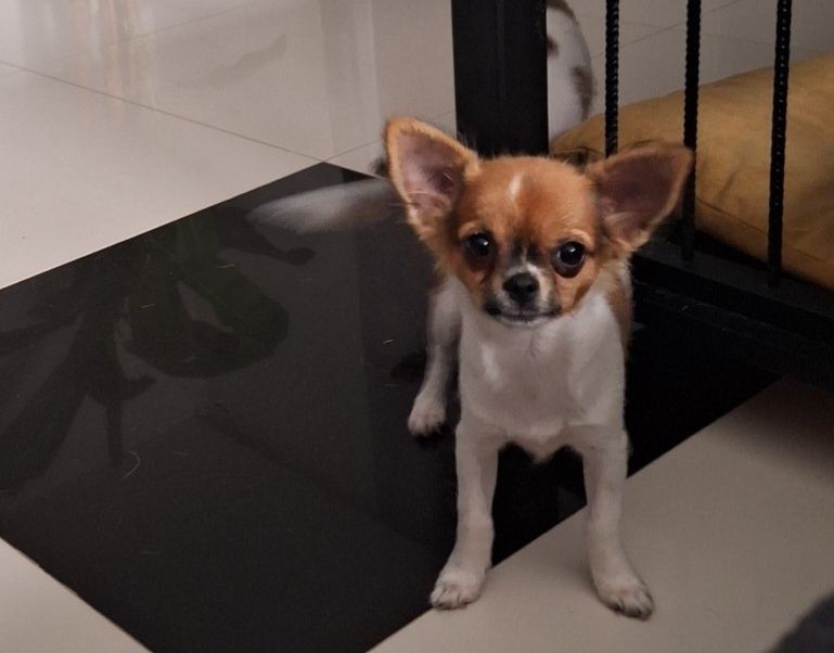 Chihuahua długowłosa suczka dziewczynka