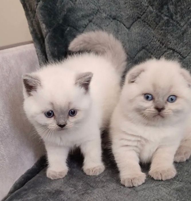 Шотландські кошенята
