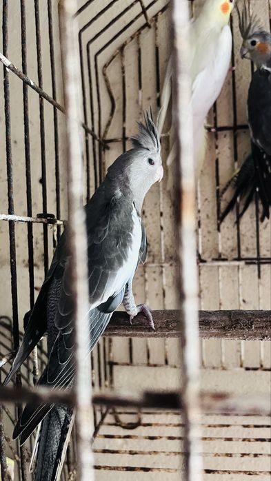 Vende se caturas