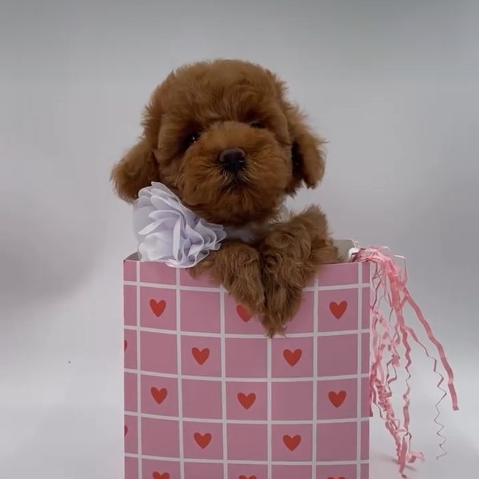 Той пудель супер красуні