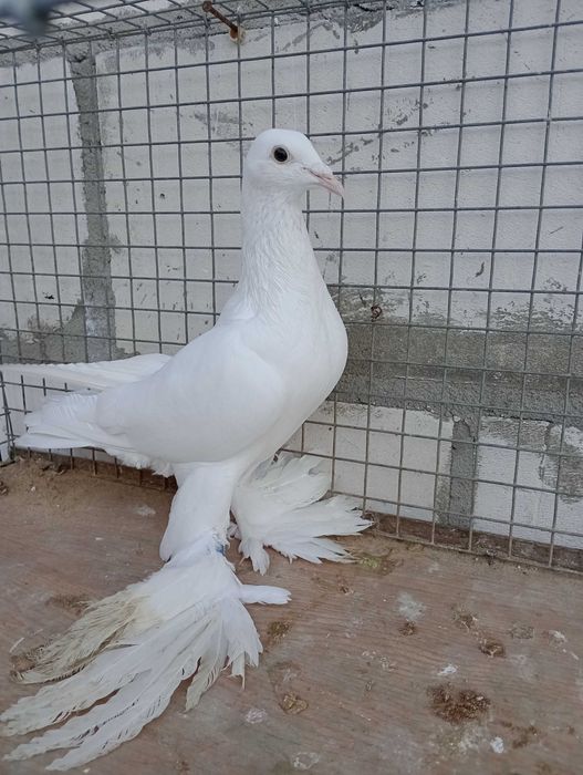 Gołębie bocian dolnośląski ozdobne