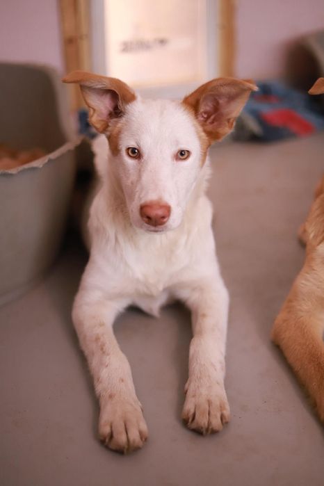 Atena - 8 miesięczna pogodna suczka szuka domu