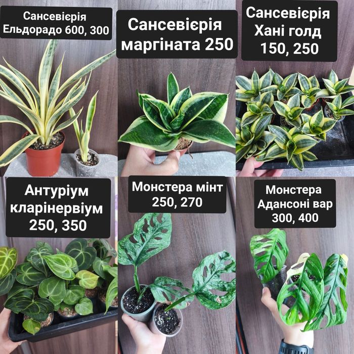 Розпродаж кімнатних рослин: Епіпремнум, Філодендрон з колекції