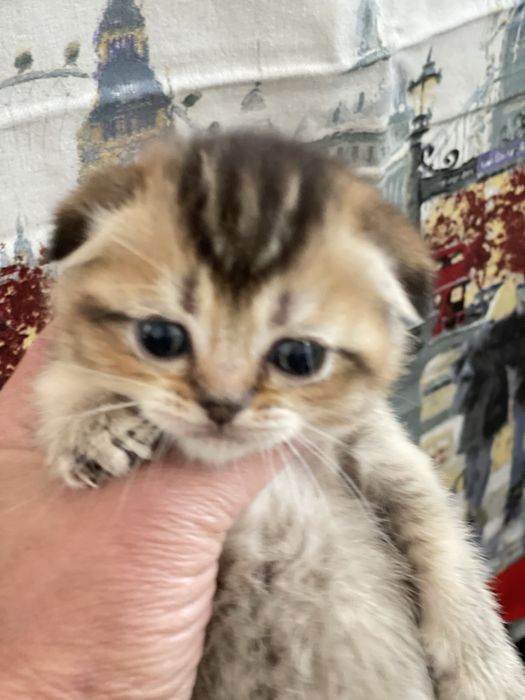 Продам!Котят британской шиншилы
