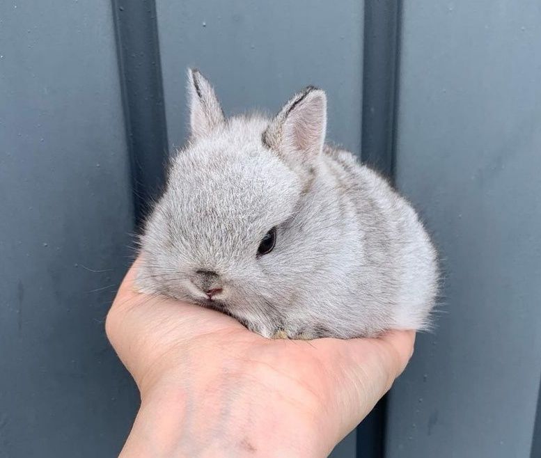 Mini Dwarf Rabbits + New Cage + Proper Food64564000003971121