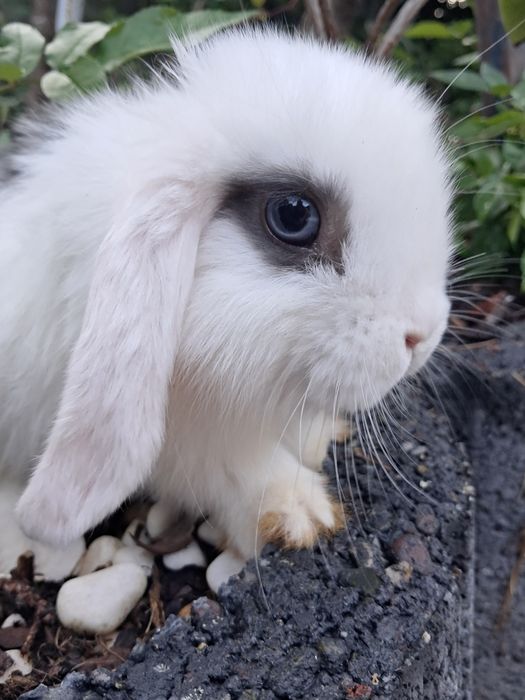Niebieskie baranki mini lop