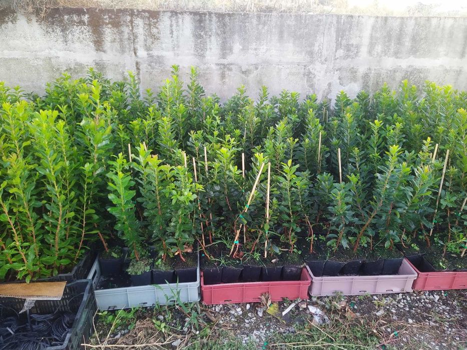Medronheiros para plantação ou decoração