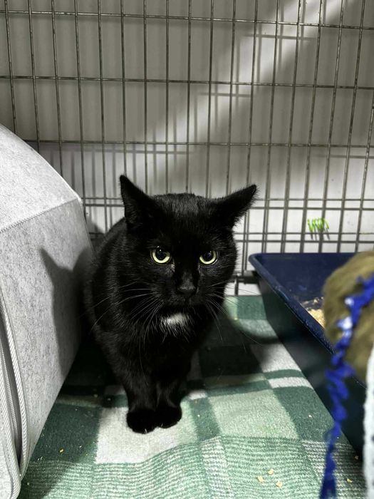 Czarna piękność - ale delikatna- kotka szuka domu