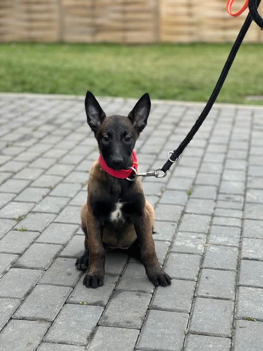 Owczarek belgijski szczeniak suczka