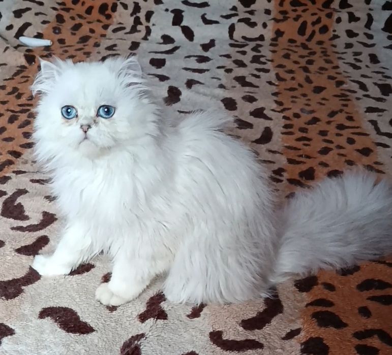 Мальчик шиншилла поинт хайленд