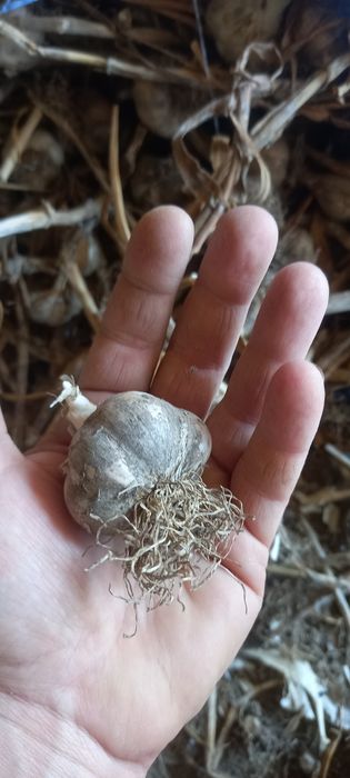 Czosnek zabki w kilogramach do sadzenia wiosna