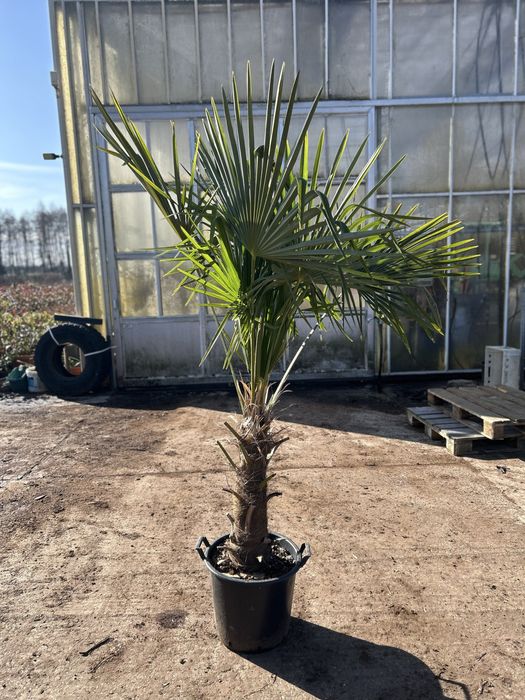 Trachycarpus Fortunei wys. pnia 50-70cm