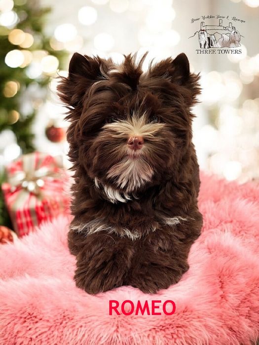 Czekoladowy Yorkshire Terrier, York, Chocolate Yorkshire Terrier