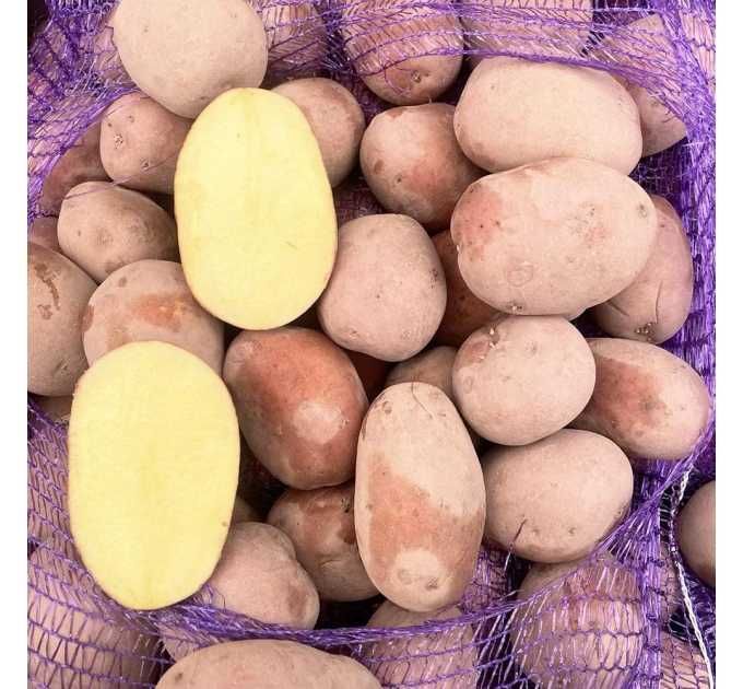 Продам картоплю Белла росса
