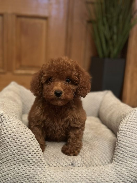Щенки той пкдель red brawn! toy poodle teucap