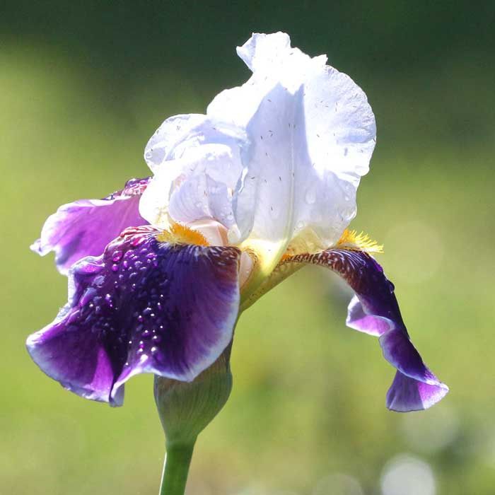 Іриси півники високорослі