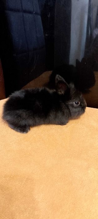 Króliczki miniaturki