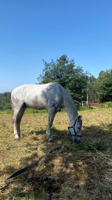 Cavalo puro lusitano