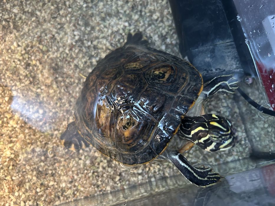 Sprzedam żółw terrarium akwarium