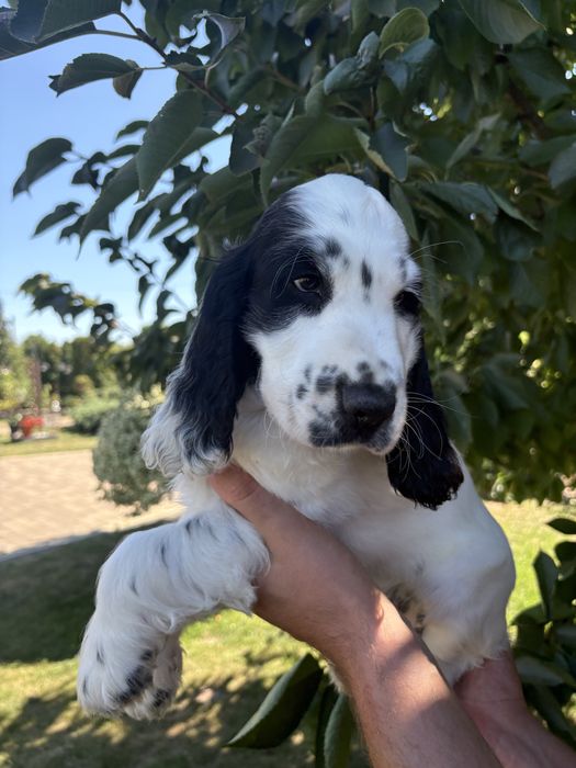 Wyjatkowy piesek cocker spaniel  z rodowodem