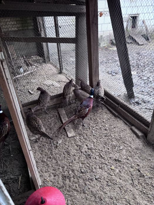 Bażanty samce i samice - miejscowosc Pojelce