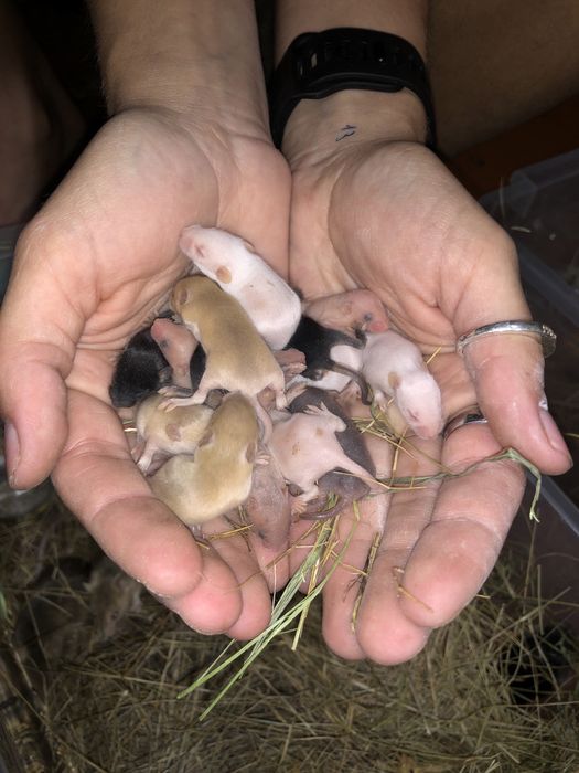 Гризуни щури та миші