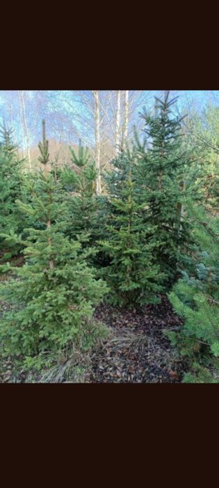 Choinki Świąteczne