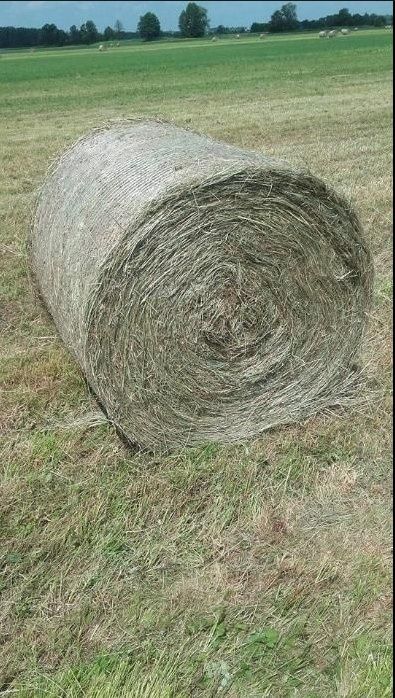 SIANO w belach, kostce DUŻEJ, małej oraz słoma