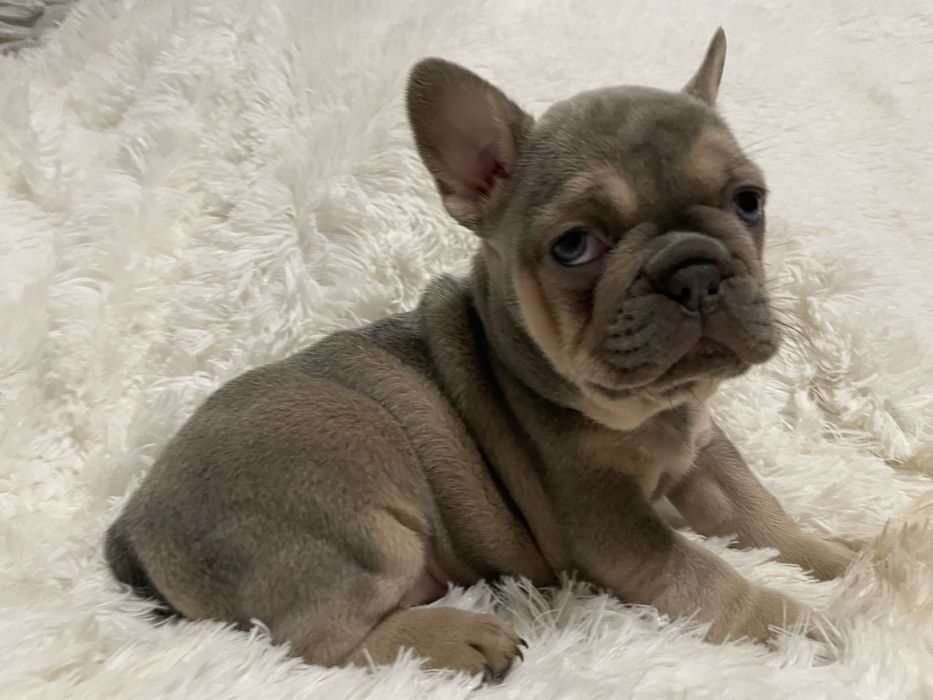 Buldog francuski suczka