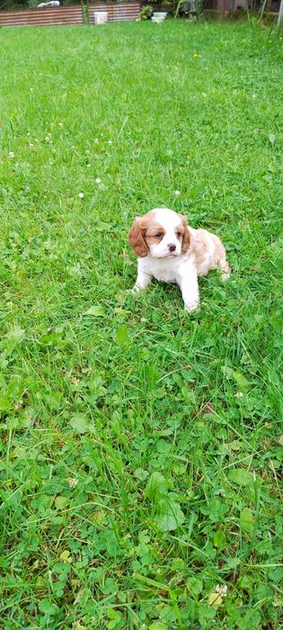 Pies Cavalier King Charles Spaniel pies rasowy szczeniaki