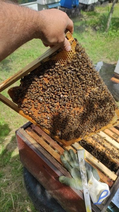 Продаються бджолосім'ї і бджолопакети!