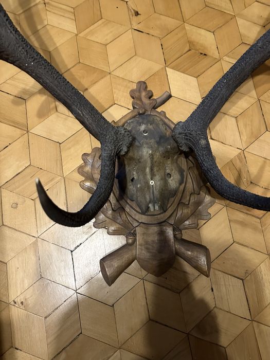 Poroże jelenia zrzut rogi 83 cm