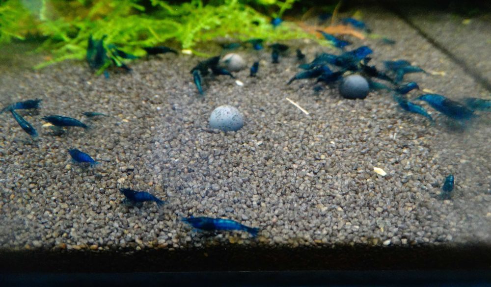 Krewetka/Krewetki/Mech/Mchy/Bucephalandra/Rarytas ZAMIANA PROMOCJA