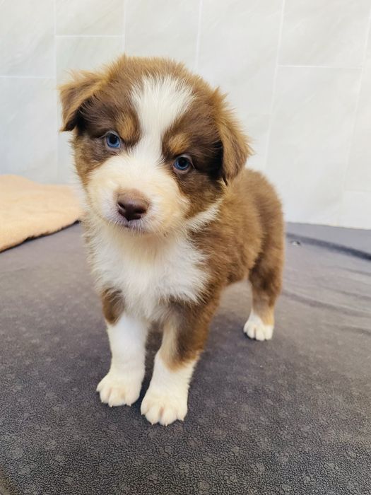 Pastor australiano com olhos azuis