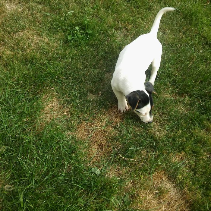 Jack Russell Terrier sunia