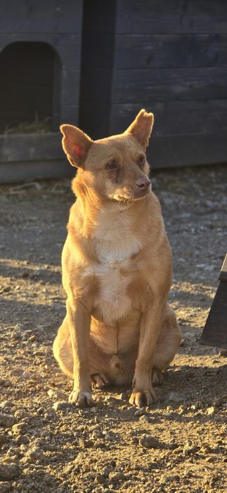 Samiec 12kg do adopcji