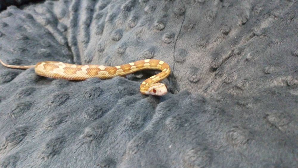 Wąż zbożowy tessera amel orange caramel black