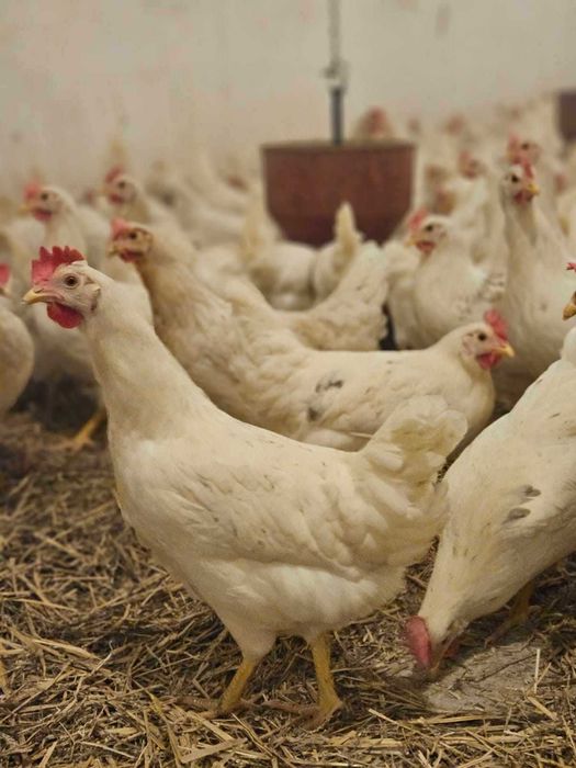kury nioski 24 tyg. już niosą zapraszam