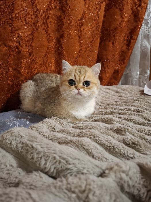шотланське кошеня