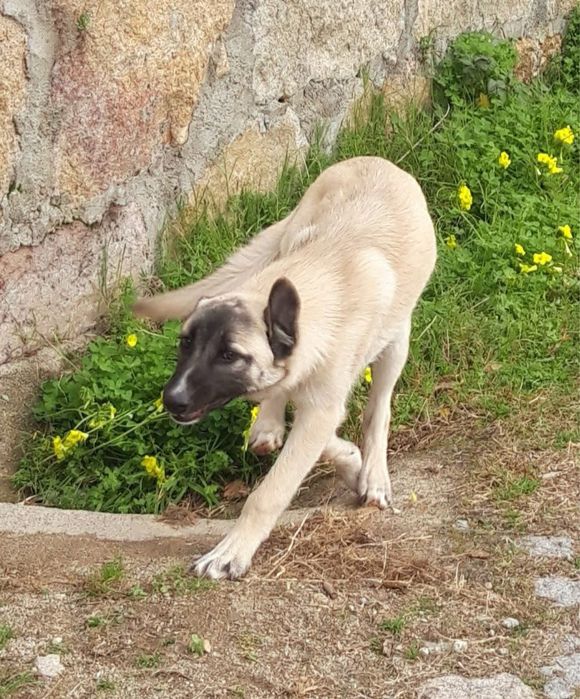 Buddy, para adoção responsável