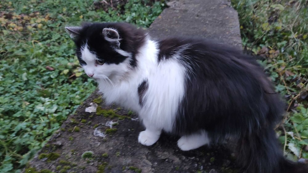 Чорно-біла кішечка шукає дім