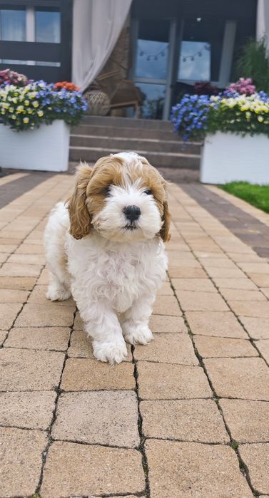 REZERWACJA**Cavapoo**cudowny piesek !